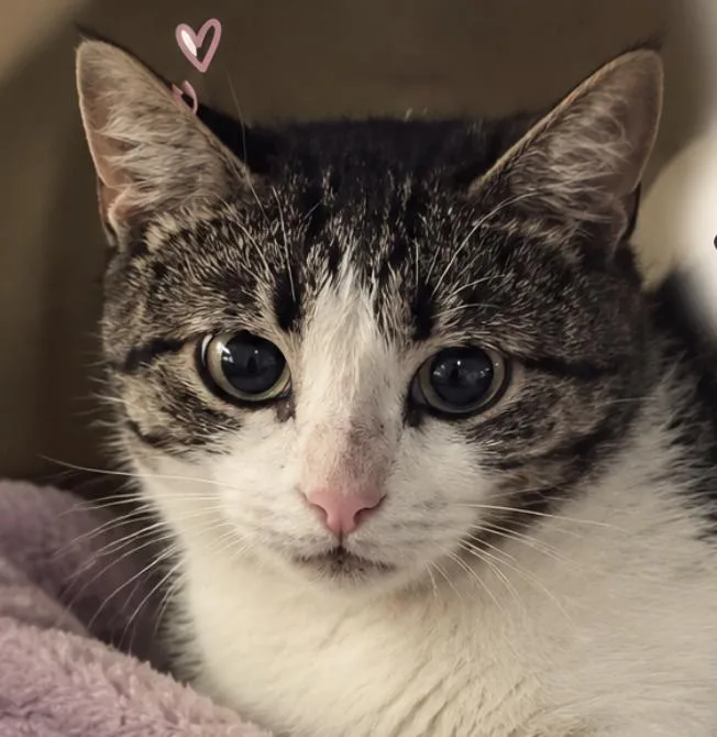 A young medium-sized female Black & White / Tuxedo Domestic Short Hair cat named Aniya & Mini BONDED for adoption in Herndon, VA