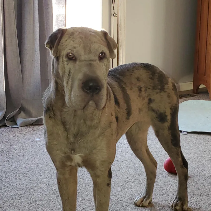 A young medium-sized female Shar-Pei dog named Maggie for adoption in Cincinnati, OH