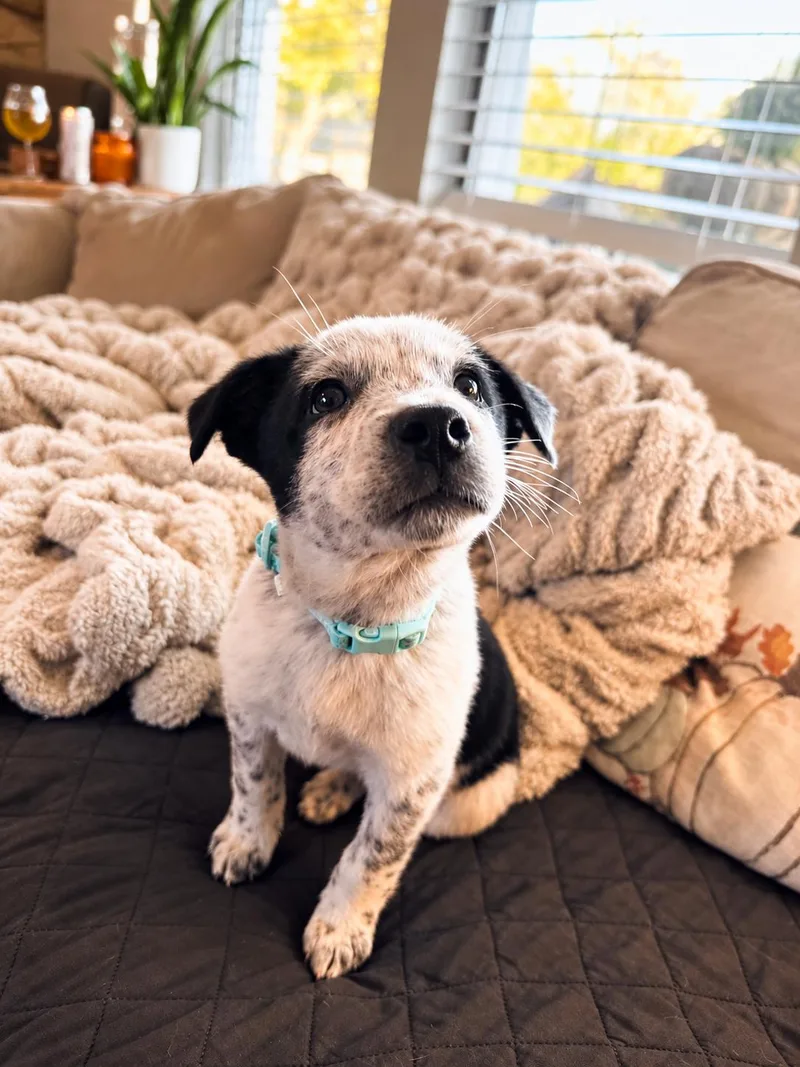 A young medium-sized male Australian Cattle Dog / Blue Heeler named Mookie for adoption in Midway, UT