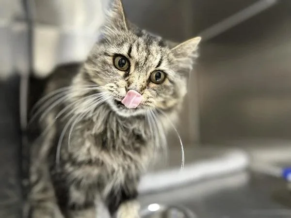 An adult small-sized female Domestic Medium Hair cat named Quizmo for adoption in Sherwood, OR