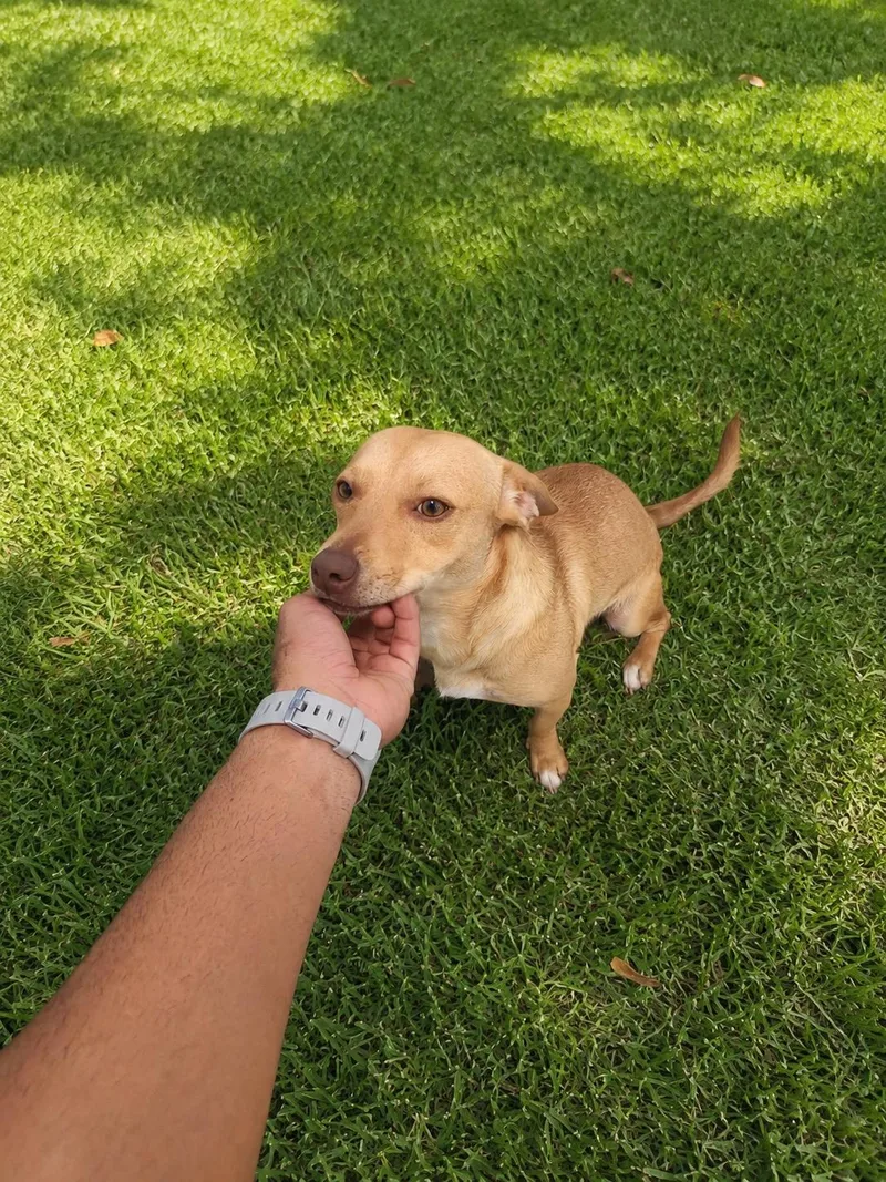 A young small-sized female Apricot / Beige Beagle dog named Auri  The Cuddlebug for adoption in Carolina, PR