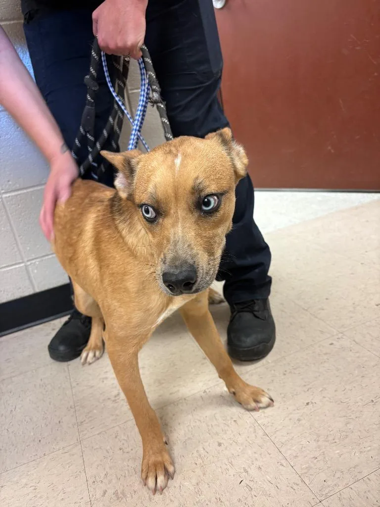 A young medium-sized female Australian Cattle Dog / Blue Heeler dog named Rosalind for adoption in Rock Springs, WY