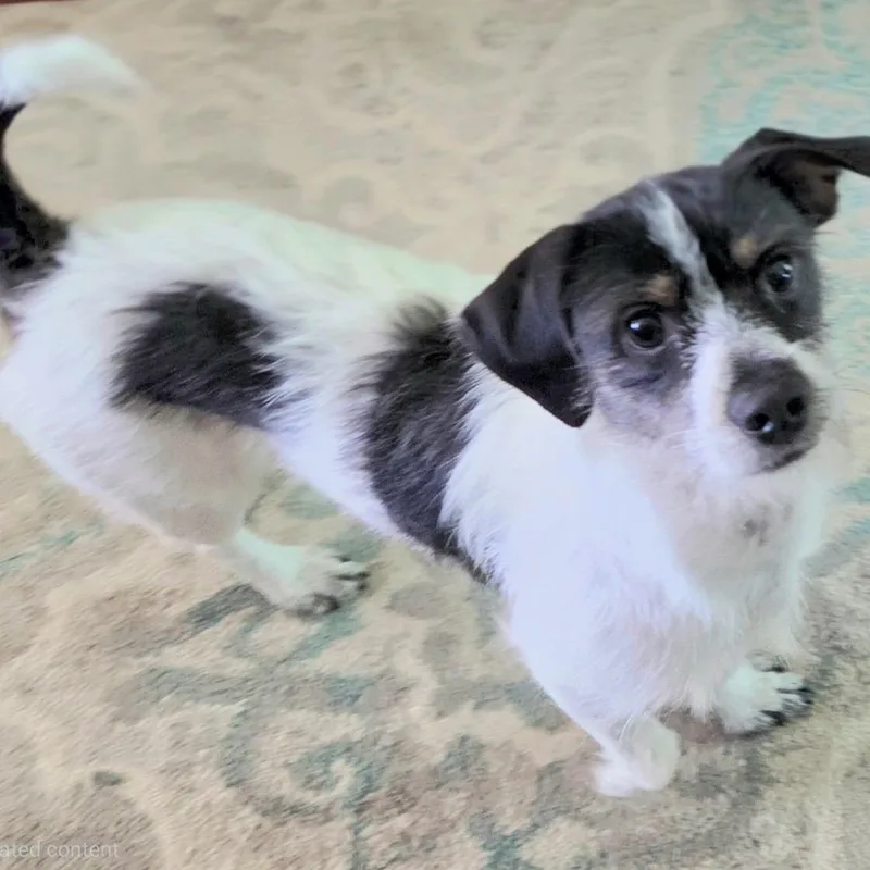 An adult small-sized male White / Cream Rat Terrier dog named Oreo for adoption in Pineville, MO
