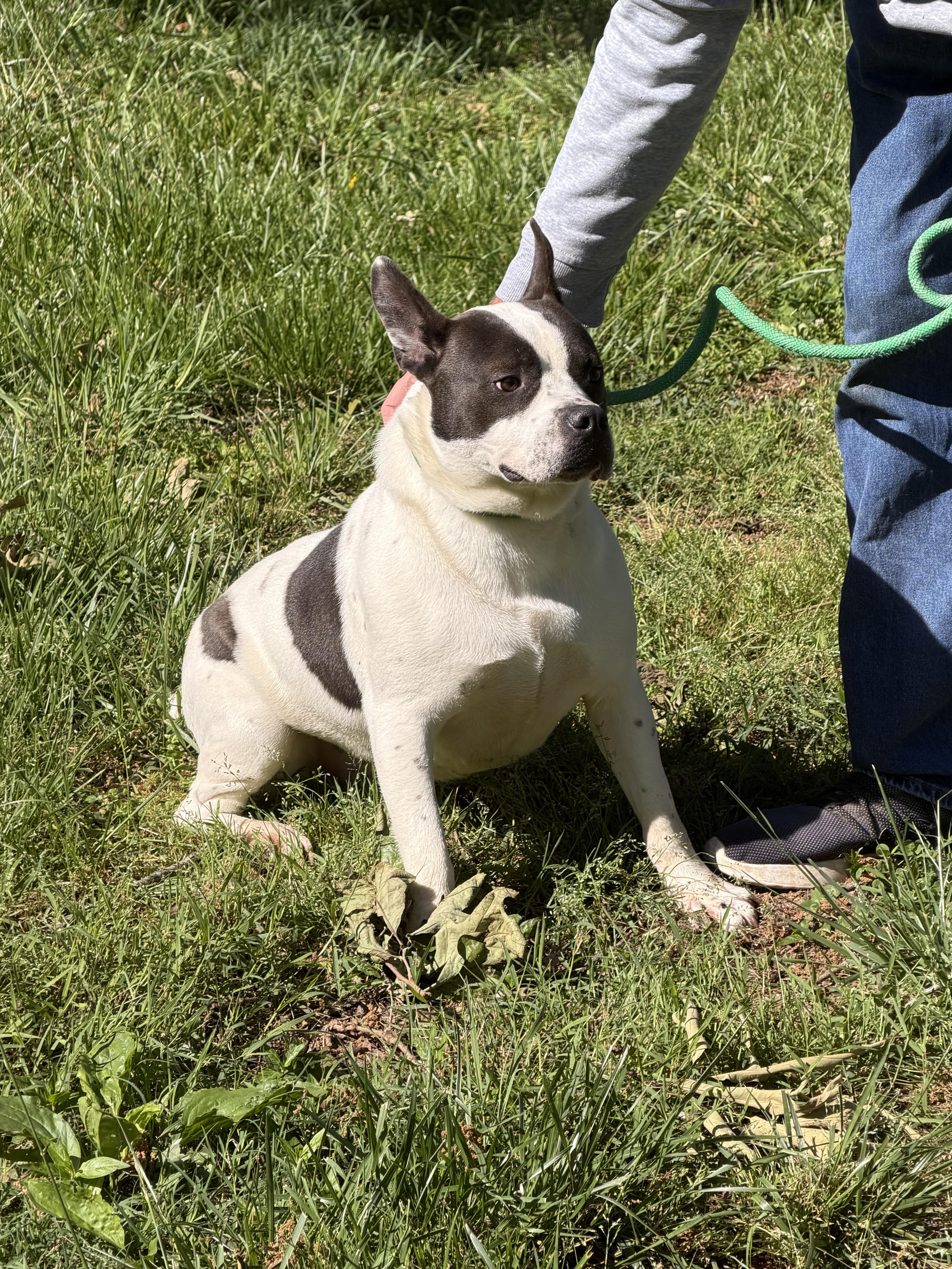 An adult medium-sized male White / Cream American Staffordshire Terrier dog named Fido for adoption in Luttrell, TN