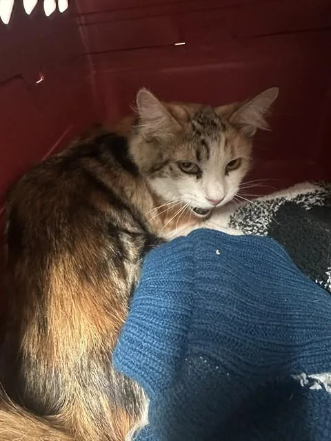 An adult small-sized female Domestic Short Hair cat named Momma for adoption in Bakersfield, CA