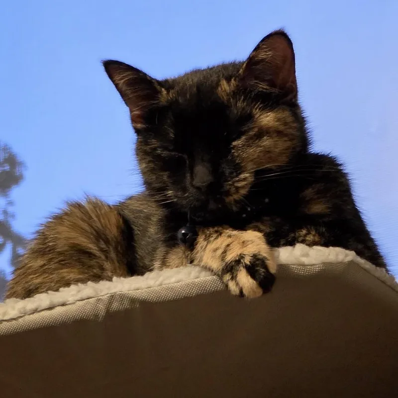 An adult small-sized female Tortoiseshell Domestic Short Hair cat named Coco for adoption in Rochester, MN