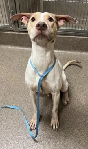 An adult medium-sized female White / Cream Coonhound dog named Yoda for adoption in Jamaica Plain, MA