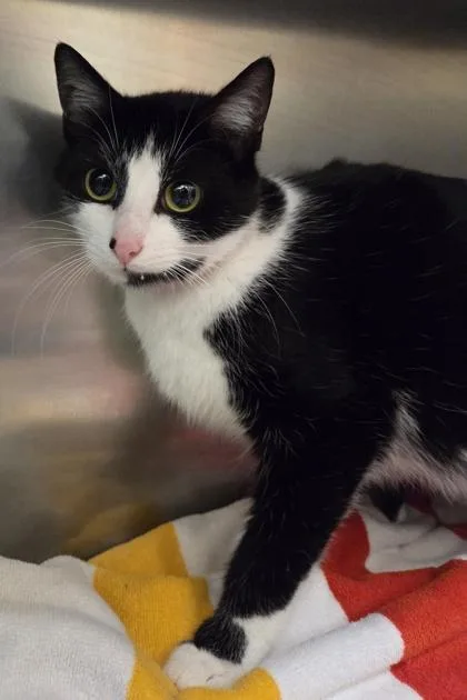 A young medium-sized female Domestic Short Hair cat named Sheba for adoption in Westland, MI
