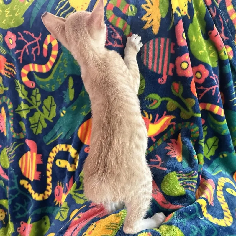 A baby small-sized male Cream / Ivory Domestic Short Hair cat named Haaland for adoption in Panama City Beach, FL
