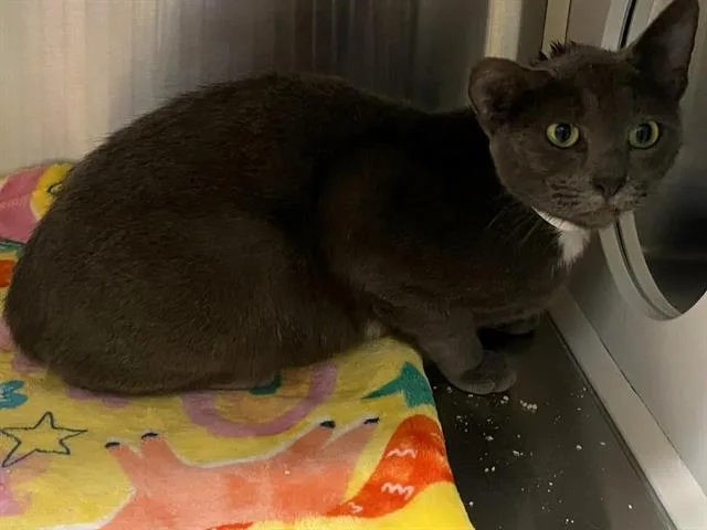 A young medium-sized female Domestic Short Hair cat named Lucille for adoption in Tustin, CA