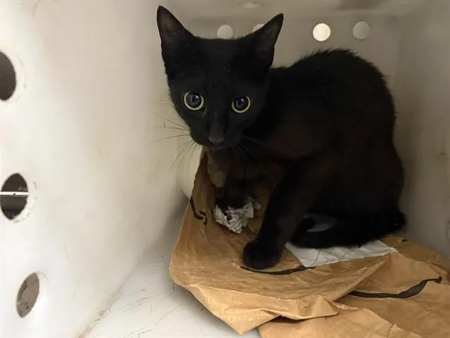 A young small-sized female Domestic Short Hair cat named Pepper for adoption in Garland, TX