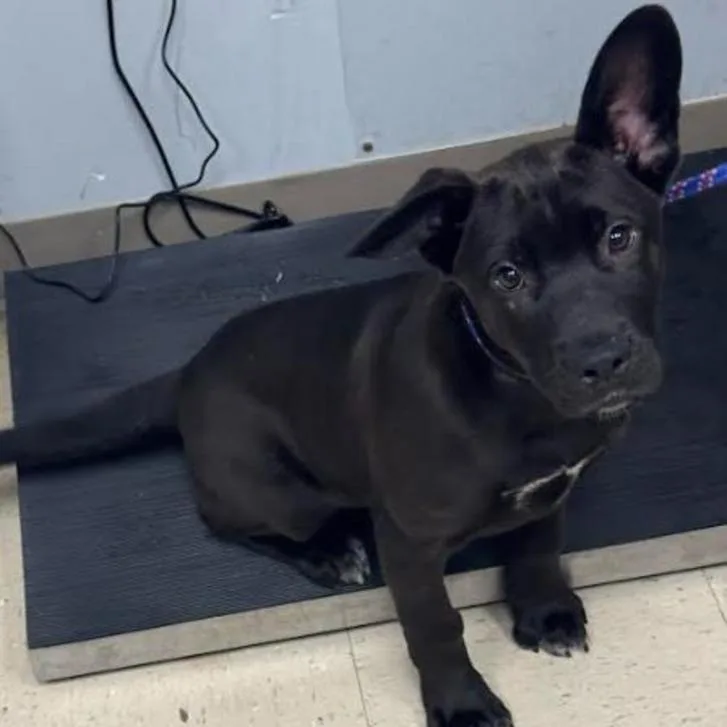 A baby small-sized male Black Shepherd dog named Darth Vader for adoption in Aberdeen, NC
