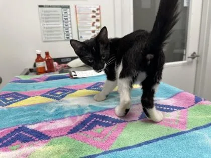 A baby small-sized female Black Domestic Short Hair cat named Doncamatic for adoption in Kansas City, MO