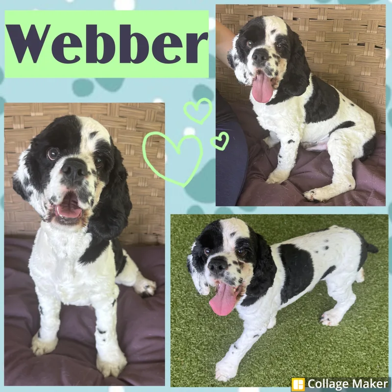 Webber