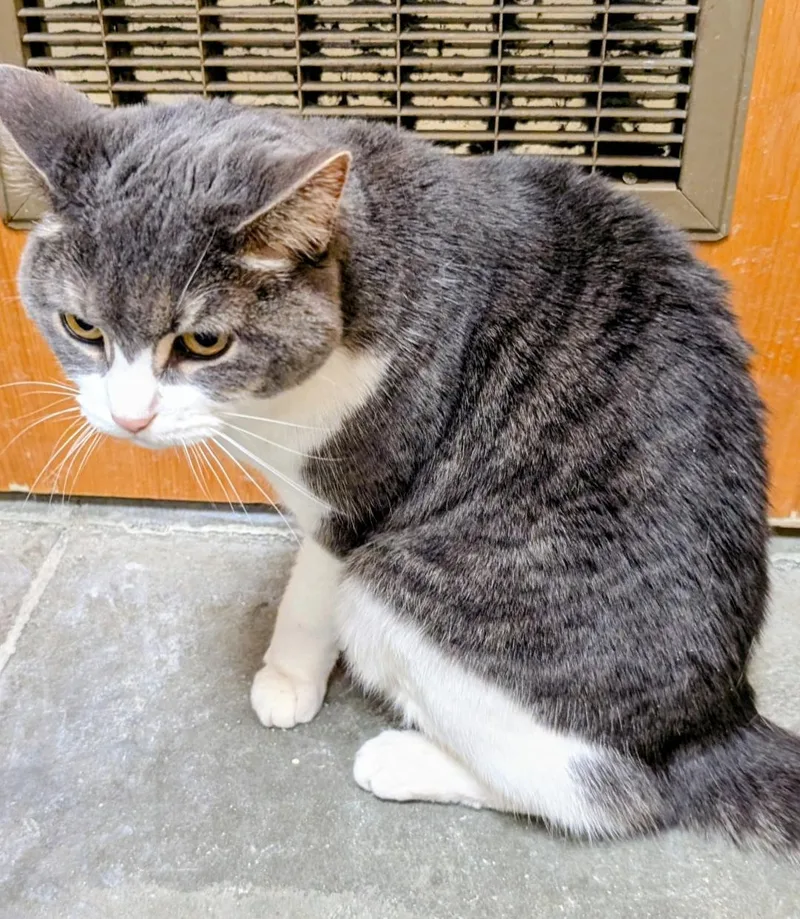 An adult medium-sized male Tabby (Gray / Blue / Silver) Domestic Short Hair cat named Geo for adoption in Ashland, VA
