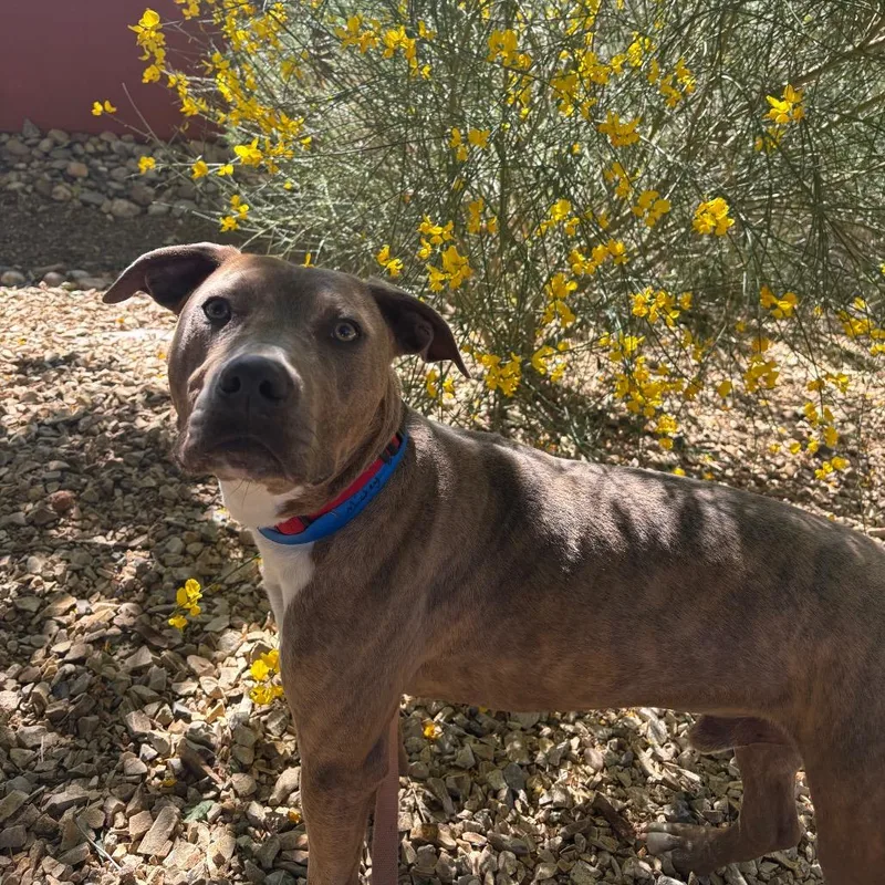 An adult medium-sized male Brown / Chocolate Pit Bull Terrier dog named Mickey for adoption in Albuquerque, NM