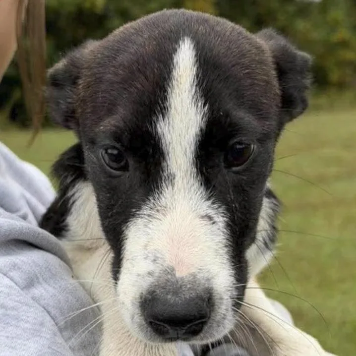 A baby medium-sized male Husky dog named Blaise for adoption in Toledo, OH