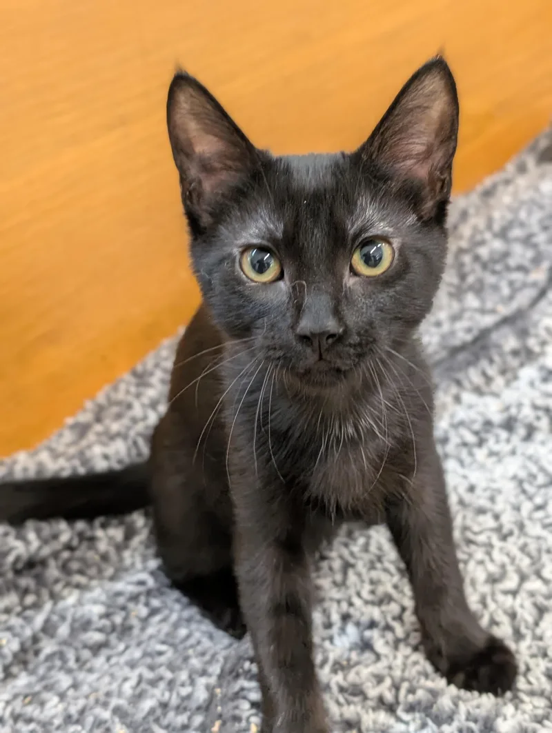 A baby medium-sized female Black Domestic Short Hair cat named Malibu for adoption in Tilton, IL