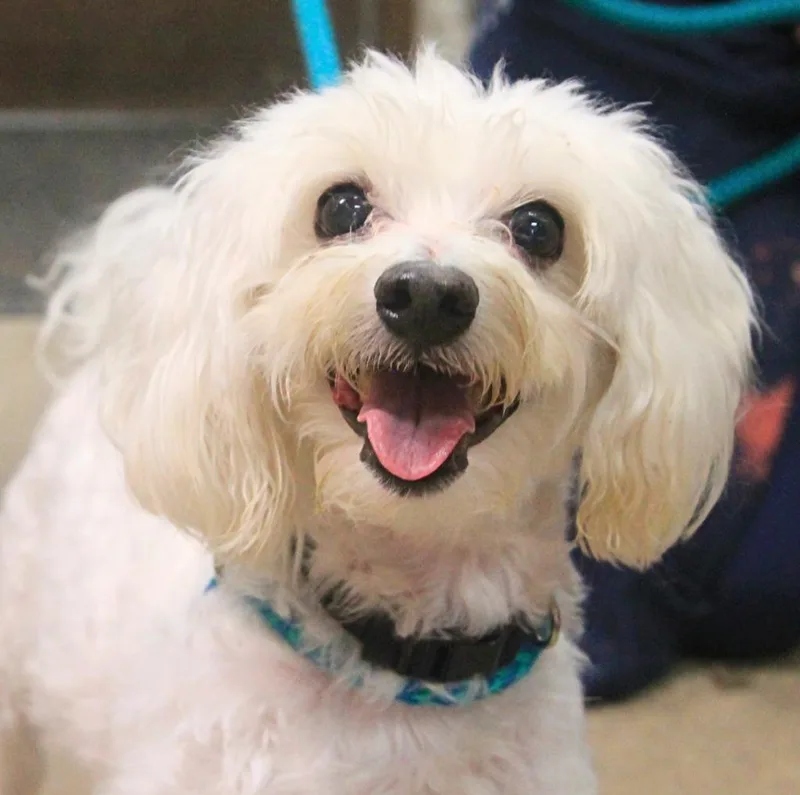 A senior small-sized male Poodle dog named Max for adoption in Utica, MI