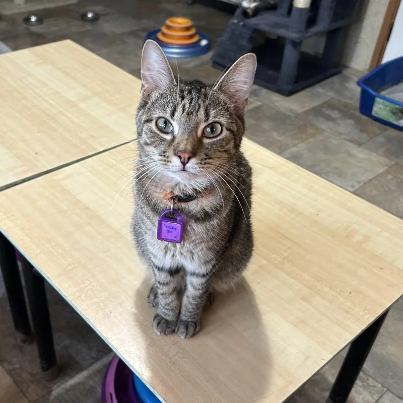 A young small-sized male Tabby (Brown / Chocolate) Domestic Short Hair cat named Scooby Doo for adoption in La Salle, IL