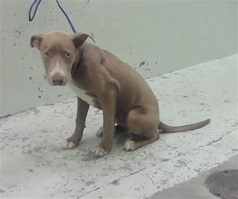 A baby medium-sized male Staffordshire Bull Terrier dog named A for adoption in Houston, TX