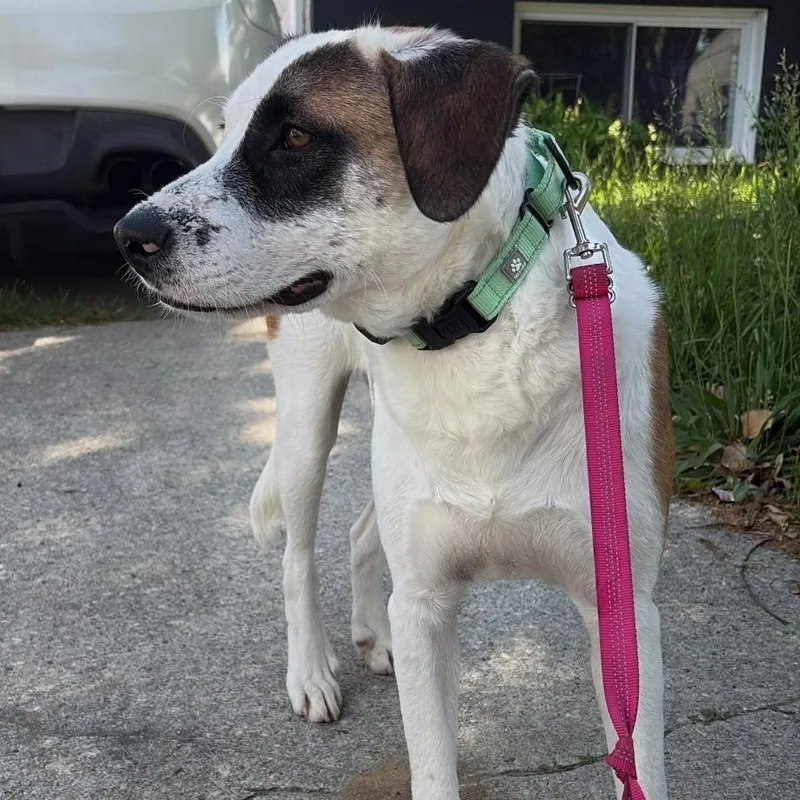 A young medium-sized male Tricolor (Brown, Black, & White) Hound dog named Diego for adoption in Baldwin, MD
