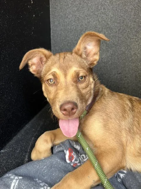 A baby small-sized male Pit Bull Terrier dog named Alvin for adoption in San Luis Obispo, CA