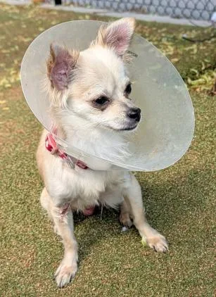 Gizmo