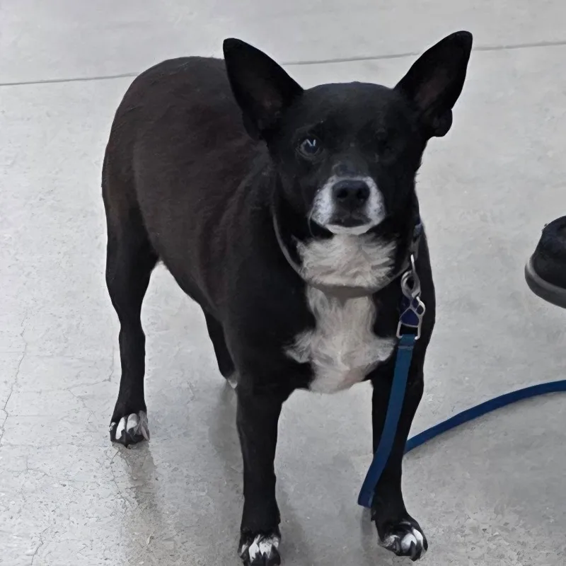 An adult small-sized male Black Mixed Breed dog named Mikey for adoption in Lima, OH