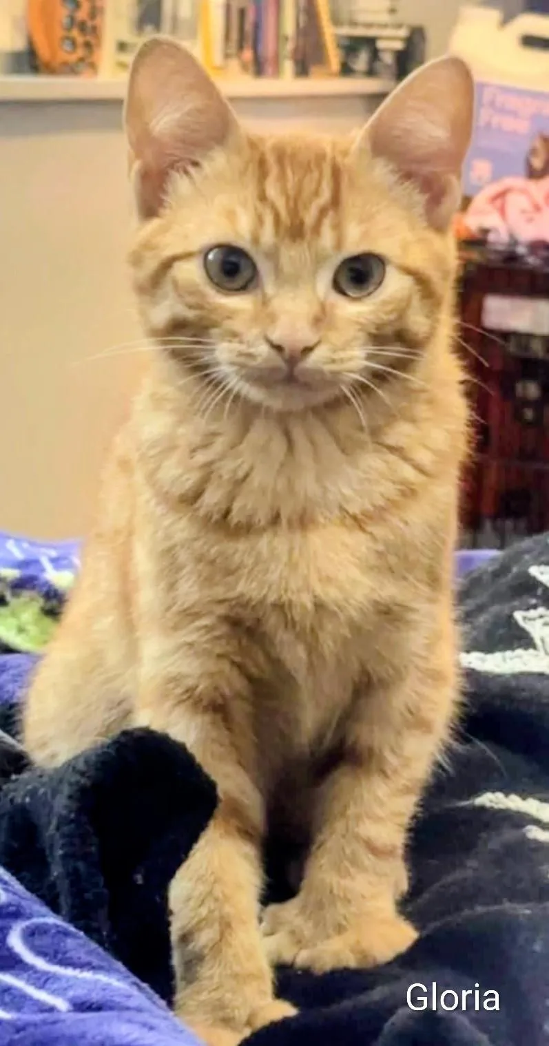 A baby medium-sized female Orange & White Extra-Toes Cat / Hemingway Polydactyl cat named Gloria for adoption in Binghamton, NY