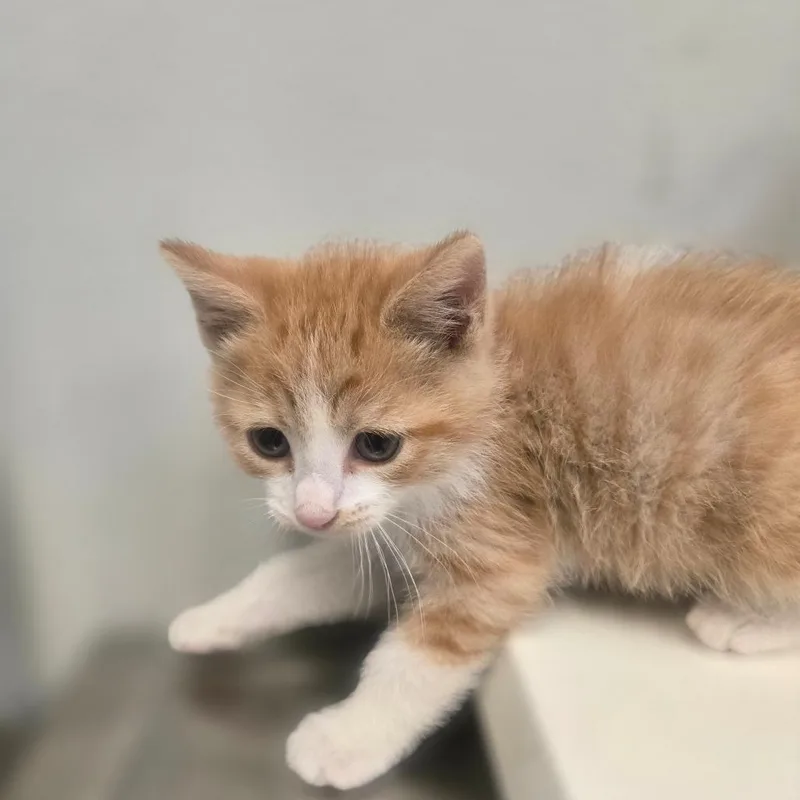 A baby small-sized male Orange / Red Domestic Short Hair cat named Toto for adoption in San Jacinto, CA