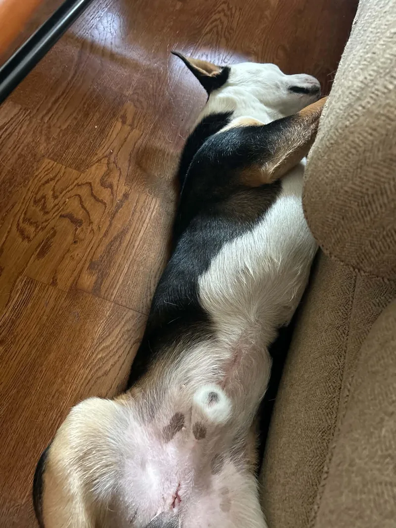A baby medium-sized male Tricolor (Brown, Black, & White) Corgi dog named Altuve for adoption in South Houston, TX