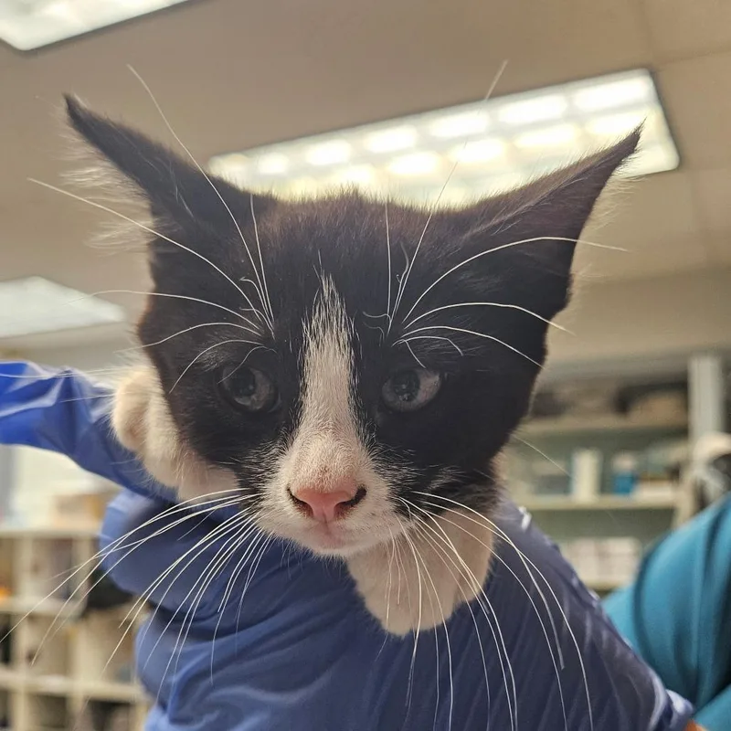 A baby small-sized female Black Domestic Short Hair cat named Pearberry for adoption in Birdsboro, PA