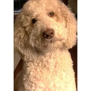 An adult large-sized male White / Cream Standard Poodle dog named Van Halen for adoption in Nixa, MO