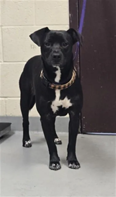 A young medium-sized female Pit Bull Terrier dog named Cammie for adoption in Fayetteville, NC