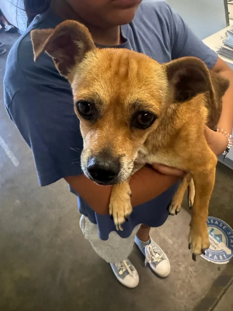An adult small-sized female Chihuahua dog named Catalea for adoption in Los Angeles, CA