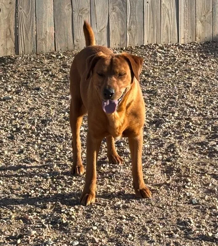 A young medium-sized female Labrador Retriever dog named Autumn for adoption in Windsor, CO