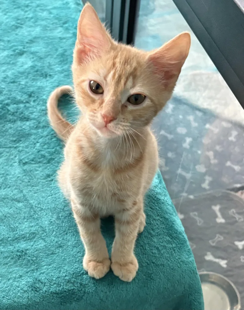 A baby small-sized male Domestic Short Hair cat named Parmigiana for adoption in Sneads Ferry, NC