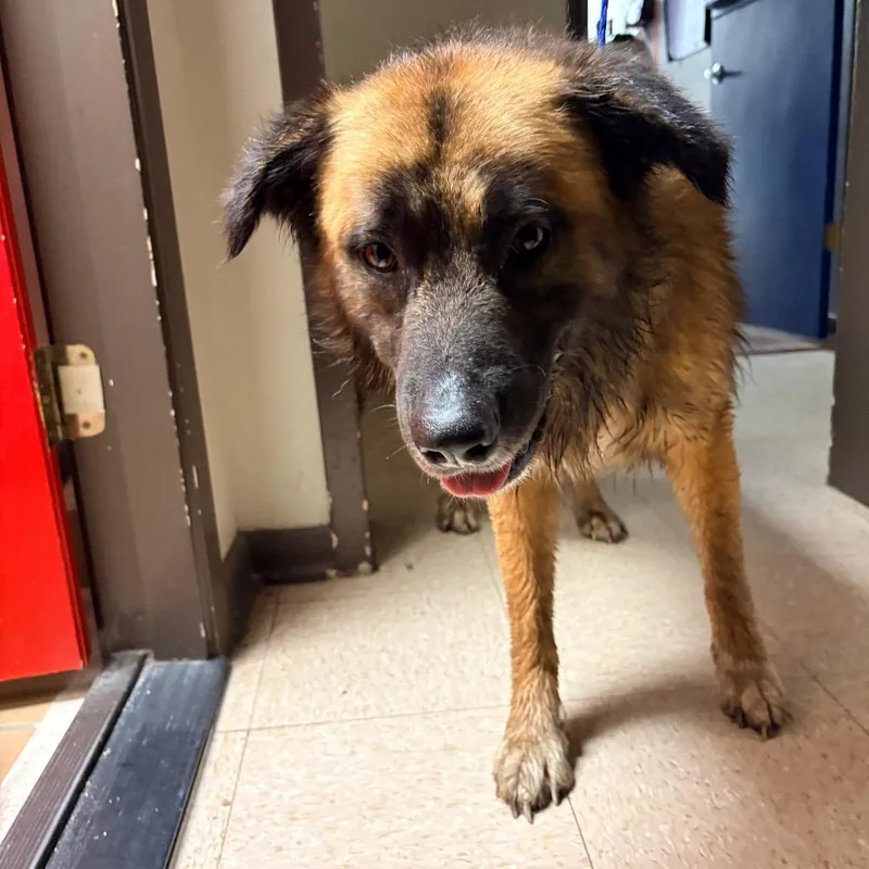 An adult large-sized male Brown / Chocolate German Shepherd Dog dog named Darwin for adoption in Bryan, TX