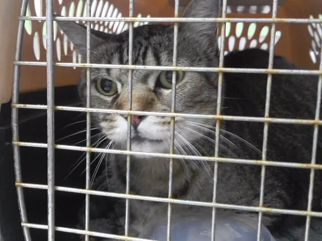 An adult large-sized male Domestic Short Hair cat named Mr. Whiskers for adoption in Omaha, NE