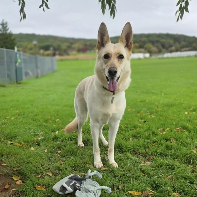 An adult large-sized female White / Cream German Shepherd Dog dog named Stormy for adoption in Philadelphia, PA