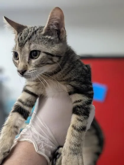 A baby small-sized male Domestic Short Hair cat named Puff for adoption in West Chester, PA