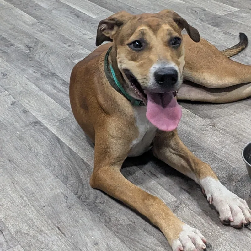 A young medium-sized female Mountain Cur dog named Coco for adoption in Chicopee, MA