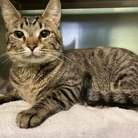 An adult medium-sized female Black Domestic Short Hair cat named La Toya for adoption in Dayton, OH