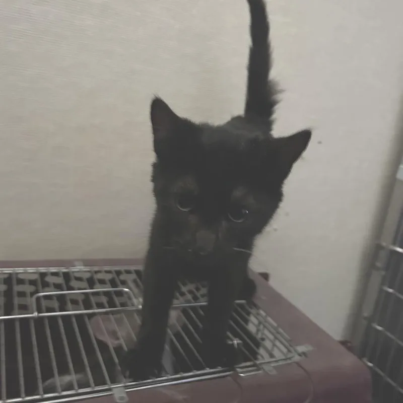 A baby small-sized male Black Domestic Short Hair cat named Tonka for adoption in Hemet, CA