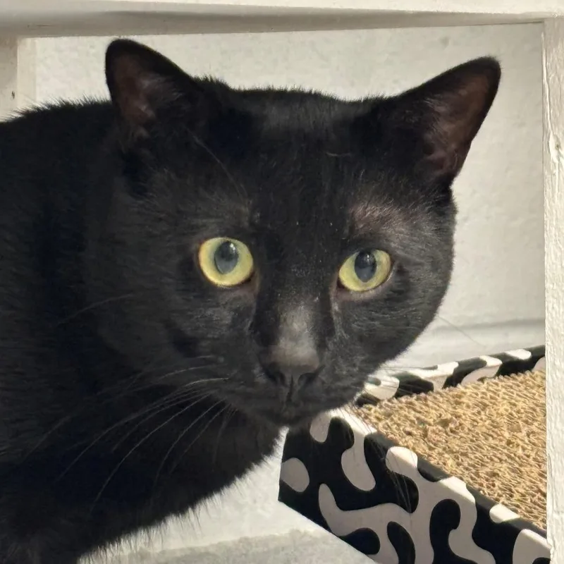 An adult large-sized male Black Domestic Short Hair cat named Madden for adoption in Hampton Bays, NY
