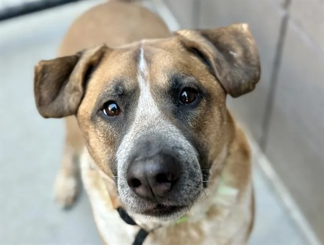 An adult large-sized male Australian Cattle Dog / Blue Heeler dog named Clyde for adoption in Tucson, AZ