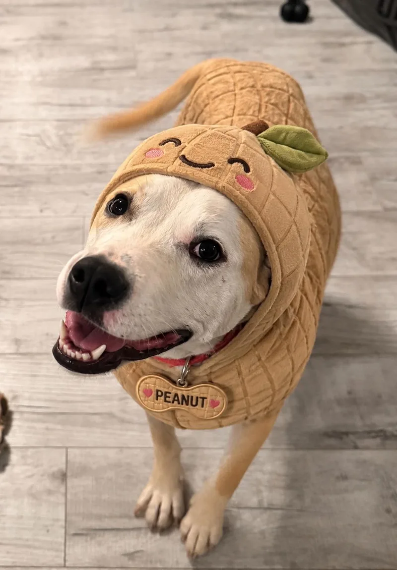 A young medium-sized male Yellow / Tan / Blond / Fawn American Bulldog dog named Playful Peanut for adoption in shepherd, TX