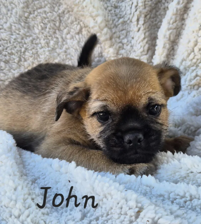 A baby small-sized male Pug dog named John for adoption in Phelan, CA