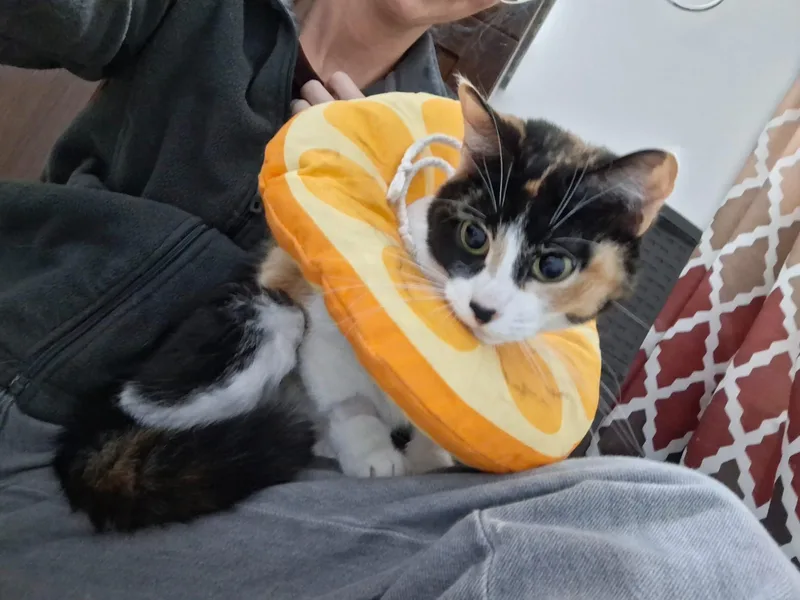 An adult small-sized female Calico Domestic Short Hair cat named Roo for adoption in Albany, NY